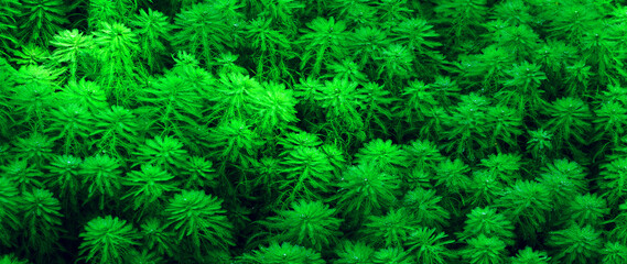 Nature green leaf plants for background. Abstract green leaf texture, nature background, tropical forest, environment ecology or green wallpaper