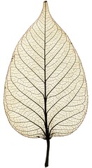 Obraz premium Skeleton of Summer