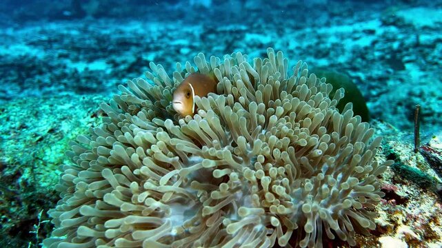 Clown fish Sheltering in Sea Anemone on Coral Reef