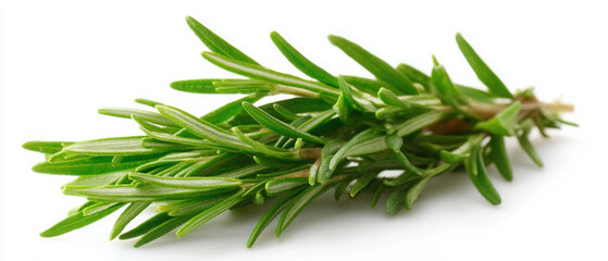 Fototapeta premium Fresh sprig of rosemary showcasing vibrant green leaves on a white background for culinary uses and herbal remedies