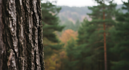 Obraz premium Rough Tree Bark Texture Contrast With A Peaceful Forest Landscape View