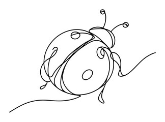 ladybug insect line drawing illustration © Wieslaw