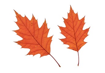 Fototapeta premium Autumn's Ember Duet