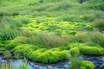 Lush green moss-covered landscape with flowing stream in serene wetland setting, verdant vegetation...