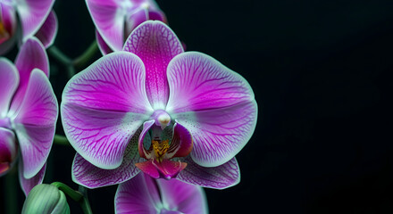 Striking Pink Orchid Blossom Displayed Against a Dramatic Black Backdrop