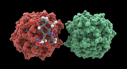 3D rendering of red and green protein molecules, isolated on black background