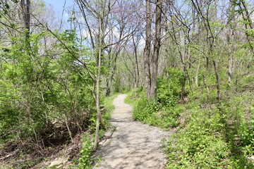 The gravel path in the woods on a sunny day.