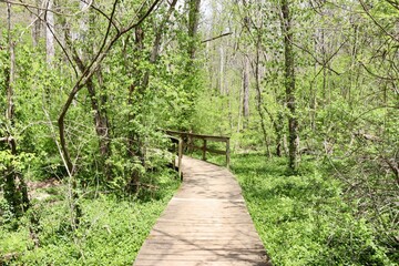 The old wood bridge on the trail in the forest.