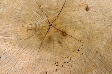 A close view on the cut tree trunk.