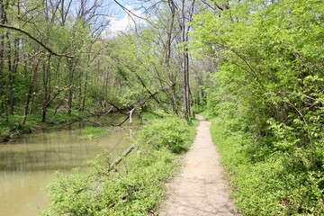 The trail along the creek in the forest on a sunny day.