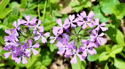 A close view of the purple wildflowers in the woods.