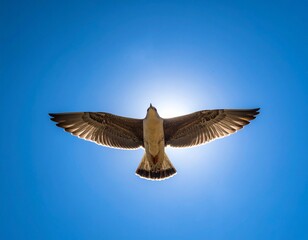 Bird Silhouetted Against the Sun in a Clear Blue Sky