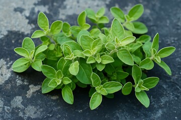 Close up of fresh oregano on dark background showing vibrant green leaves