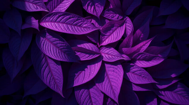 purple tropical leaves close-up with dramatic contrast and bold monochrome lighting in abstract style