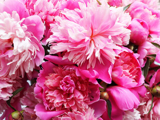 Pink peony flowers as background, closeup