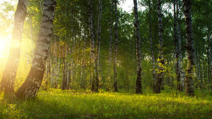 Summer sunrise in a birch grove. Summer morning landscape.