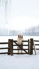 Fluffy Dog Exploring a Snowy Fence: Winter Scene with a Curious Canine