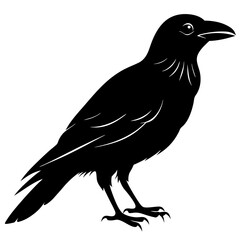 Obraz premium Silhouette of a crow isolated on white background