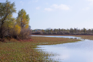 autumn landscape with river