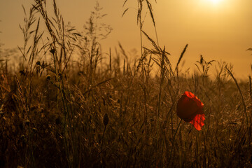 Hot summer sunset evening in Polabi area near Olesko village