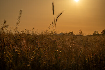 Hot summer sunset evening in Polabi area near Olesko village