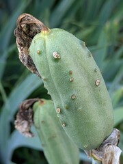 Close-up of iris seed pod with dried flower remains