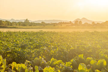 Hot summer sunset evening in Polabi area near Olesko village