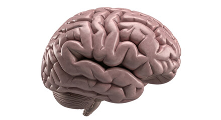 Isolated Human Brain