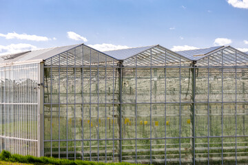 A close-up view of a glass greenhouse roof, showcasing the transparent panels and metal framework....