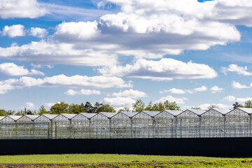 Modern greenhouse exterior with condensation on glass panels, showcasing lush green plants inside....