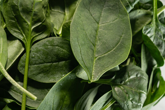 Fresh spinach leaves viewed from above with detail