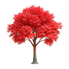 Red maple tree isolated on transparent background