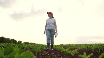 Agriculture, Female agronomist digital analysis, Agriculture solutions expert, Lady walking through crops, Bright farmland and growth, New era of agriculture, Woman inspects seedlings, Crop research