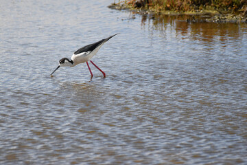 Black-winged Stilt fishing in a marsh