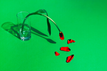 Withered red flower in glass on vibrant green background