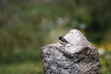 European Stonechat standing on a stone
