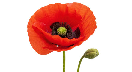 Obraz premium Isolated Red Poppy Flower