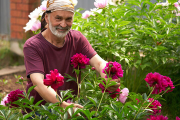Portrait of a happy gardener in his garden near a burgundy peony bush.