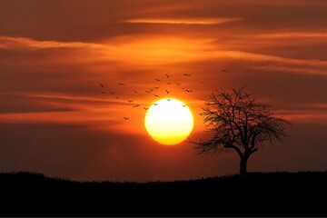 Silhouetted Tree and Birds Against a Glowing Sunset Sky