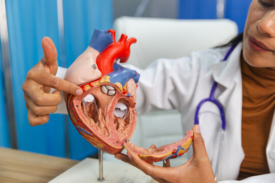 Female doctor demonstrating detailed heart anatomy using model