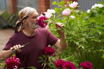 Peony bushes in the garden. A grown man cuts a flower and sighs its scent. In his hand are garden shears.