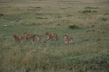 group of lions in the savannah