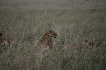lioness in masai-mara
