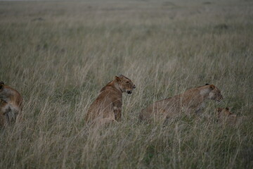 lioness in the savannah
