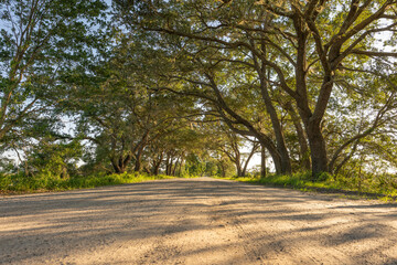 Dirt Road tree canopy in low country