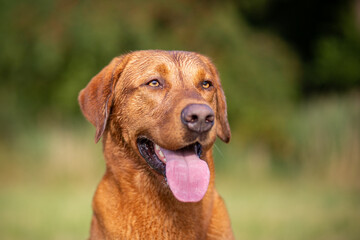 Labrador Retriever in Natural Light and Surroundings