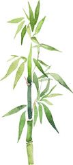Naklejka premium Vector watercolor painted bamboo. Hand drawn flower design elements isolated on white background.