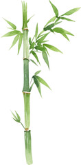 Vector watercolor painted bamboo. Hand drawn flower design elements isolated on white background.