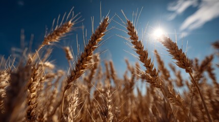 Fototapeta premium Sunlit wheat field with golden ears under blue sky