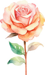 Obraz premium Vector watercolor painted rose flower. Hand drawn design element isolated on white background.